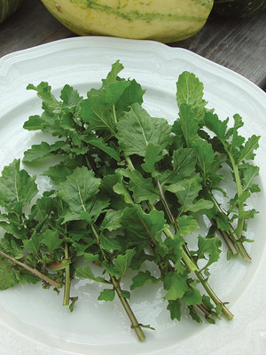 CYBEXIS ATS-33 - Arugula - Rocket Salat (Roquette) - (250 Seeds) Seed(250 per packet)