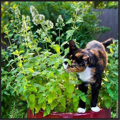 CYBEXIS GUA-15 - Catnip for Planting - (13500 Seeds) Seed(13500 per packet)