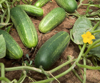 ActrovaX VELLARIKAI/KHIRA/CUCUMBER [500 Seeds] Seed(500 per packet)