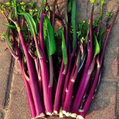 WILLVINE SYN -II Red Russian Kale [50g] Seed(15000 per packet)
