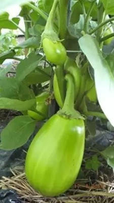 MAA Brinjal Green round, Brinjal, Eggplant Seed(180 per packet)