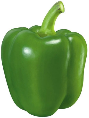 Quentova Green Capsicum / Bell Pepper-8Z-RXI Seed(100 per packet)