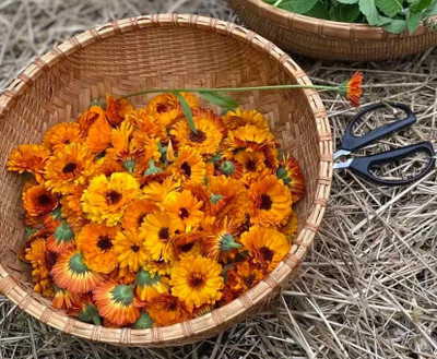 GREENSEA Calendula Flower Seed(32 per packet)