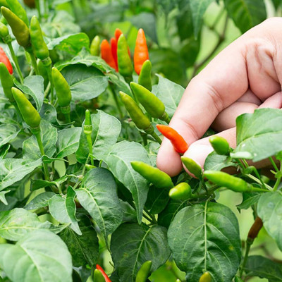 BDSresolve Chilli seeds combo PACK OF 54 Seed(54 per packet)