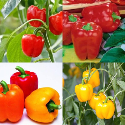 ibains Red bell pepper seeds shimla mirchi pack of 140 Seed(140 per packet)