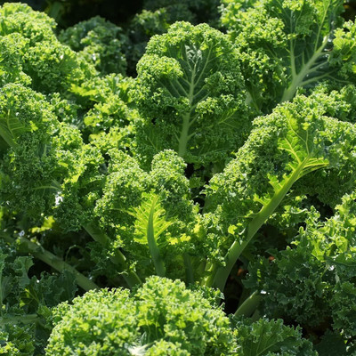 WILLVINE MAH -XVI Kale Seeds Vates Blue Scotch Curled [50g] Seed(15000 per packet)
