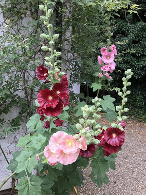 Lorvox Hollyhock Flower Seed(30 per packet)