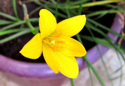 CYBEXIS NDIR-34 - Yellow Rain Lily - (180 Seeds) Seed(180 per packet)