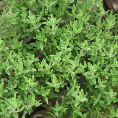 CYBEXIS ATS-50 - Thyme Herb Common - (150 Seeds) Seed(150 per packet)