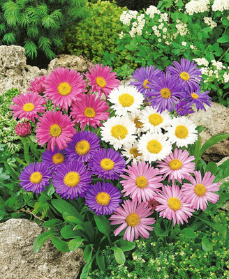 Lorvox Aster Princess Mixed Flower Seed(46 per packet)