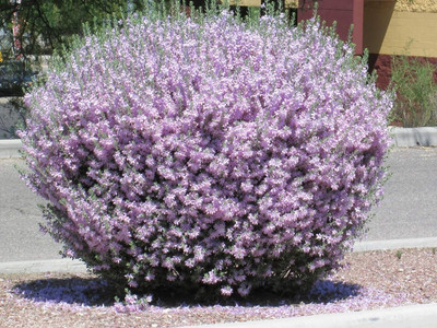 Qualtivate VXL-3AT Texas Sage Seeds Seed(100 per packet)