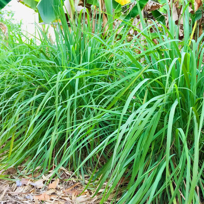 VibeX ® RXI-112 Lemon Grass Insect Repellent Plant Seed(500 per packet)