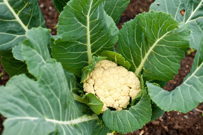 Greenfall Cauliflower 40 Seeds Seed(40 per packet)