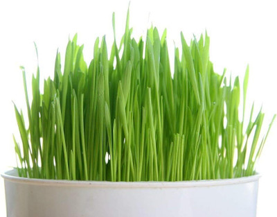 Qualtivate PUAS-74 Hard Red Winter Wheat Seed(2000 per packet)