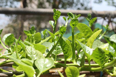 BISWAS Malabar Spinach, Poi Saag, Pui Saag Seed(250 per packet)