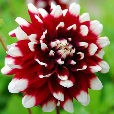 CYBEXIS XLL-1 - Delightful Dahlia Flower Mix - (180 Seeds) Seed(180 per packet)