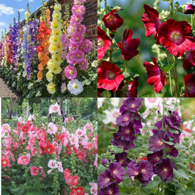 ibains Double flowered hollyhock seeds 41 Seed(41 per packet)