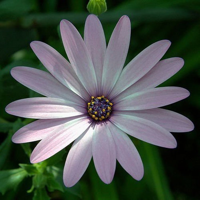 CYBEXIS LX-30 - Pink African Daisy - (60 Seeds) Seed(60 per packet)