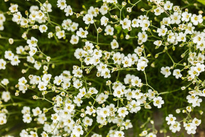 XOLDAA gypsophila flower Seed(100 per packet)