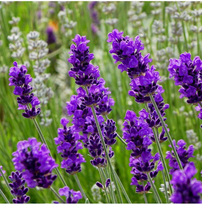 Quentova Lavender Dreamy Puple Flower-ROC-11E Seed(50 per packet)