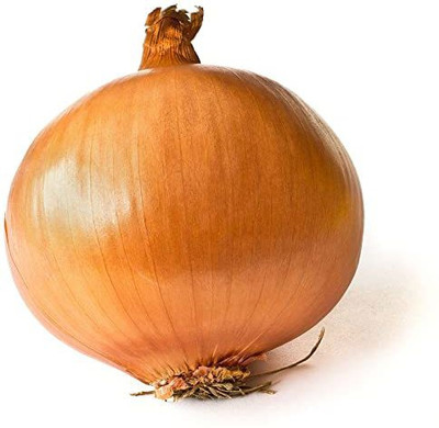 WILLVINE NDRI-1126 Original Onion Hybrid Seeds -1500 Seeds Seed(1500 per packet)