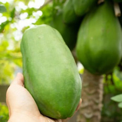 naturehils F1 Papaya Seed, Orgnic Fruit & Vegetable Seed, Papita seed, Pepe Hybird Seed(70 per packet)