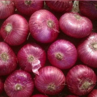 Cloud Farm Nasik Onion Seed(500 per packet)