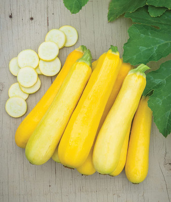 CYBEXIS NBIR-76 - Butterstick Zucchini Summer Squash - (75 Seeds) Seed(75 per packet)