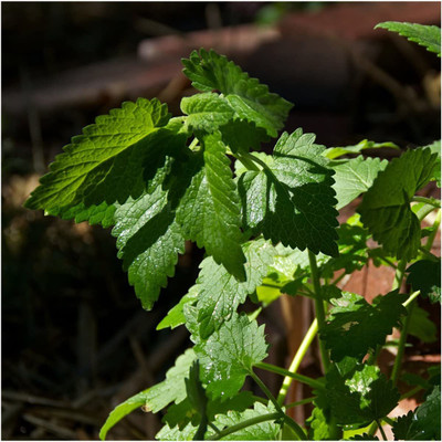CYBEXIS ATS-16 - Catnip for Planting - (13500 Seeds) Seed(13500 per packet)