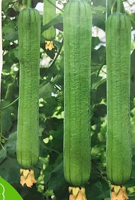 VibeX ® XXL-71 Luffa (Sponge Gourd) Seeds Seed(50 per packet)