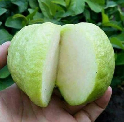 Aro Guava Seed(120 per packet)