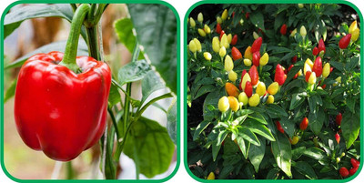 WILLVINE ROX -VIII Ornamental Chilli And Capsicum Red[10gm, 2000 Seeds] Seed(2000 per packet)