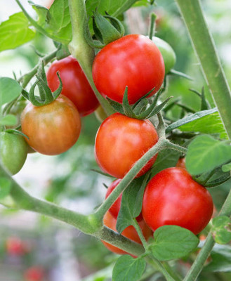 jkfarm tomato Seed(95 per packet)