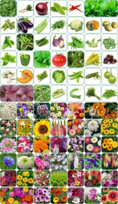 Aero Seeds 80 variety(40 flower and 40 vegetable) seeds combo pack with instruction manual. Seed(80 per packet)