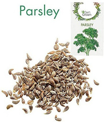CYBEXIS Parsley Hybrid Herb Seed Seed(700 per packet)
