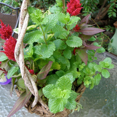 VibeX LXI-22 - Sweet Mint Aromatic Herb - (1350 Seeds) Seed(1350 per packet)