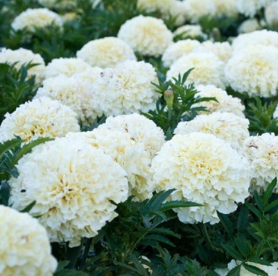 Gromax India White Marigold, Marigold white flower seeds Best for home garden Seed(20 per packet)