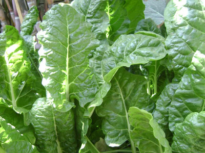 MYLAWN High Quality Spinach Vegetables Seed(1000 per packet)