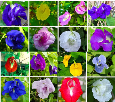 Seedsilk Extremely Rare and Beautiful Aparajita Multiclour Seed(44 per packet)