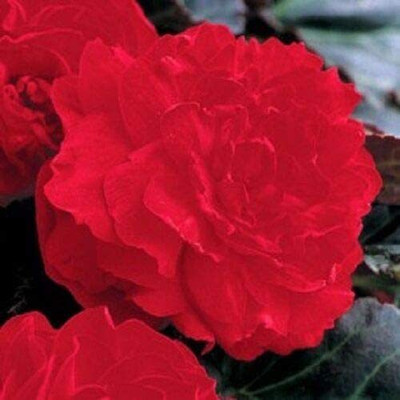 VibeX XLL-86 - Begonia Gogo Bright Red Series - (270 Seeds) Seed(270 per packet)
