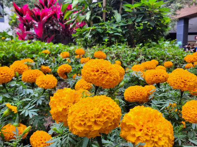 nature boon marigold/gende ka phool flower seeds Seed(75 per packet)