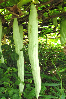 Flipkart SmartBuy Snake Gourd Seed(40 per packet)
