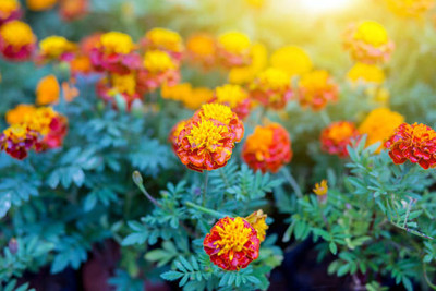 ARYAN EVERGREEN marigold/gende ka phool flower seeds Seed(75 per packet)