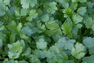 the green dotcom Coriander (Dhania) Vegetable Organic Seeds for Home Garden Seed(2050 per packet)