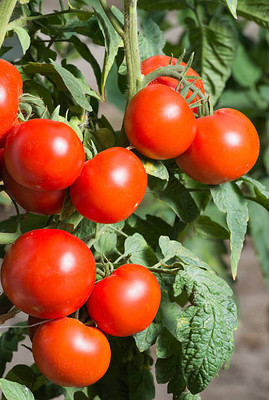 uddeepar retail tomato Seed(105 per packet)