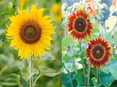 GARDENIFY INDIA F1 HYBRID SUNFLOWER AND SUNFLOWER MINIATURE FLOWER COMBO Seed(100 per packet)