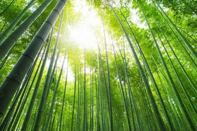 BDSresolve clumping bamboo seeds for fencing/bamboo seeds 39 Seed(39 per packet)