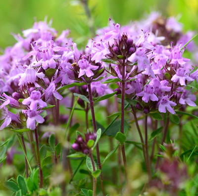 Qualtivate GBPT-5A Red Carpet Creeping Thyme Seed(50 per packet)