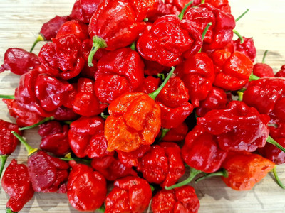 KNESSiN High Germination Red Apocalypse Chilli Seeds For Gardening-(1200 Seeds) Seed(1200 per packet)