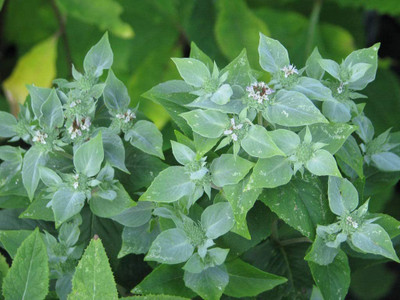 CYBEXIS XLL-69 - Mountain Mint (Pycnanthemum muticum) - (1350 Seeds) Seed(1350 per packet)